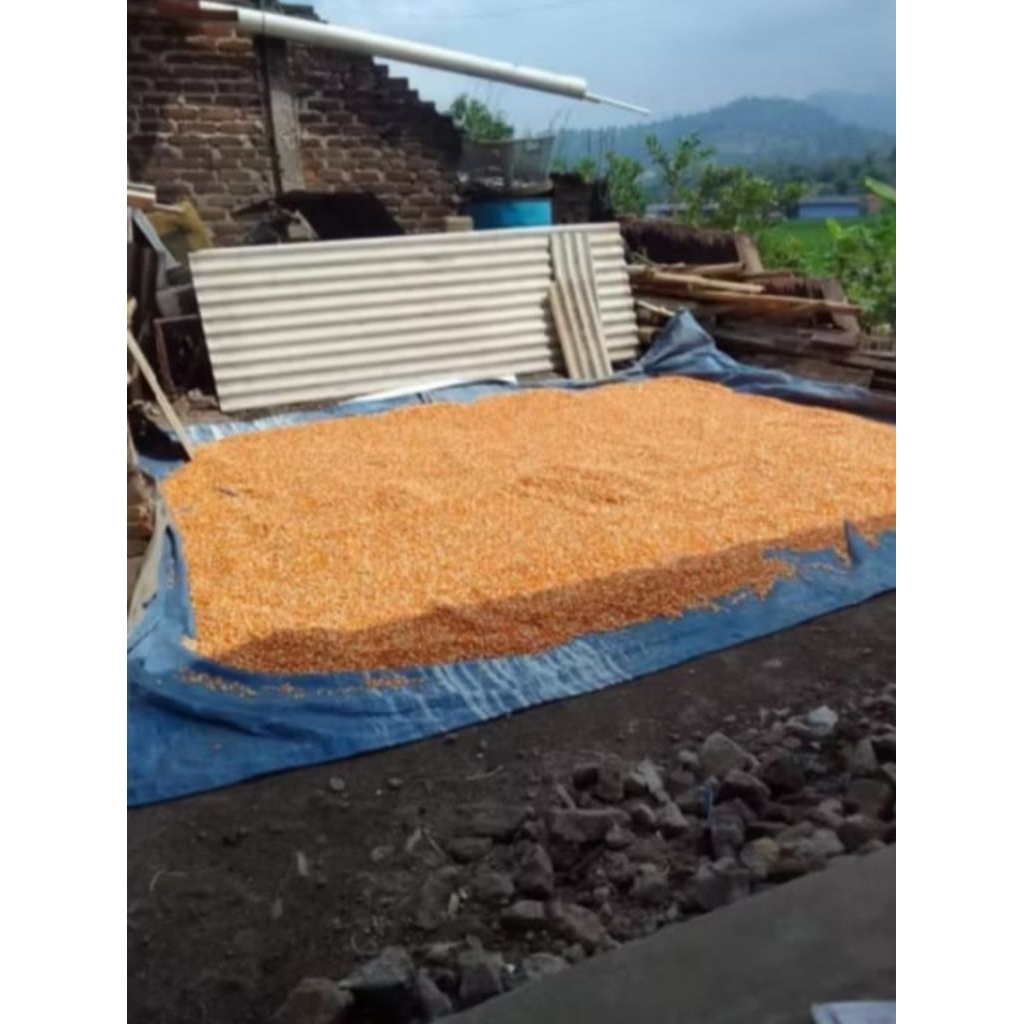 jagung kering pakan burung/ternak lainnya