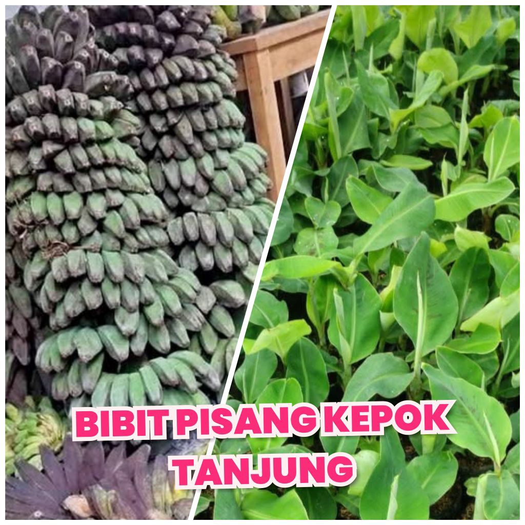 Bibit pisang kepok tanjung tandan panjang jumbo