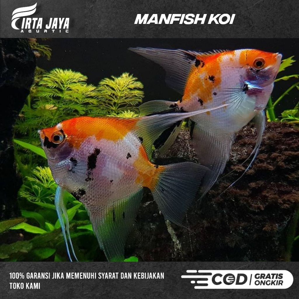 MANFISH KOI HIASAN AQUARIUM/AQUASCAPE