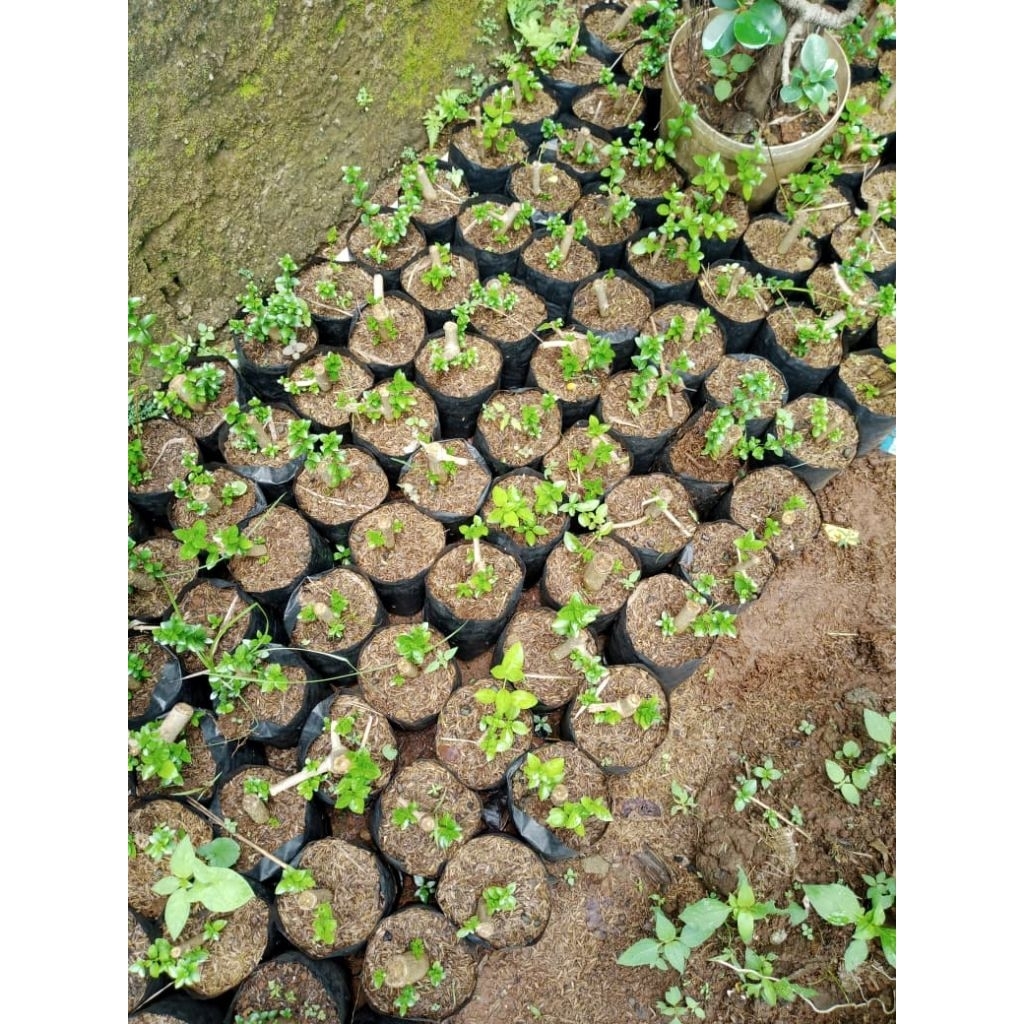 BIBIT BONSAI SANCANG BAHAN BATANG BESAR, HASIL DARI STEK & CANGKOK