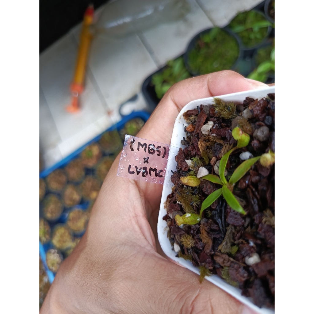 Nepenthes (Maxima x Boschiana x Spathulata) x LVBMC