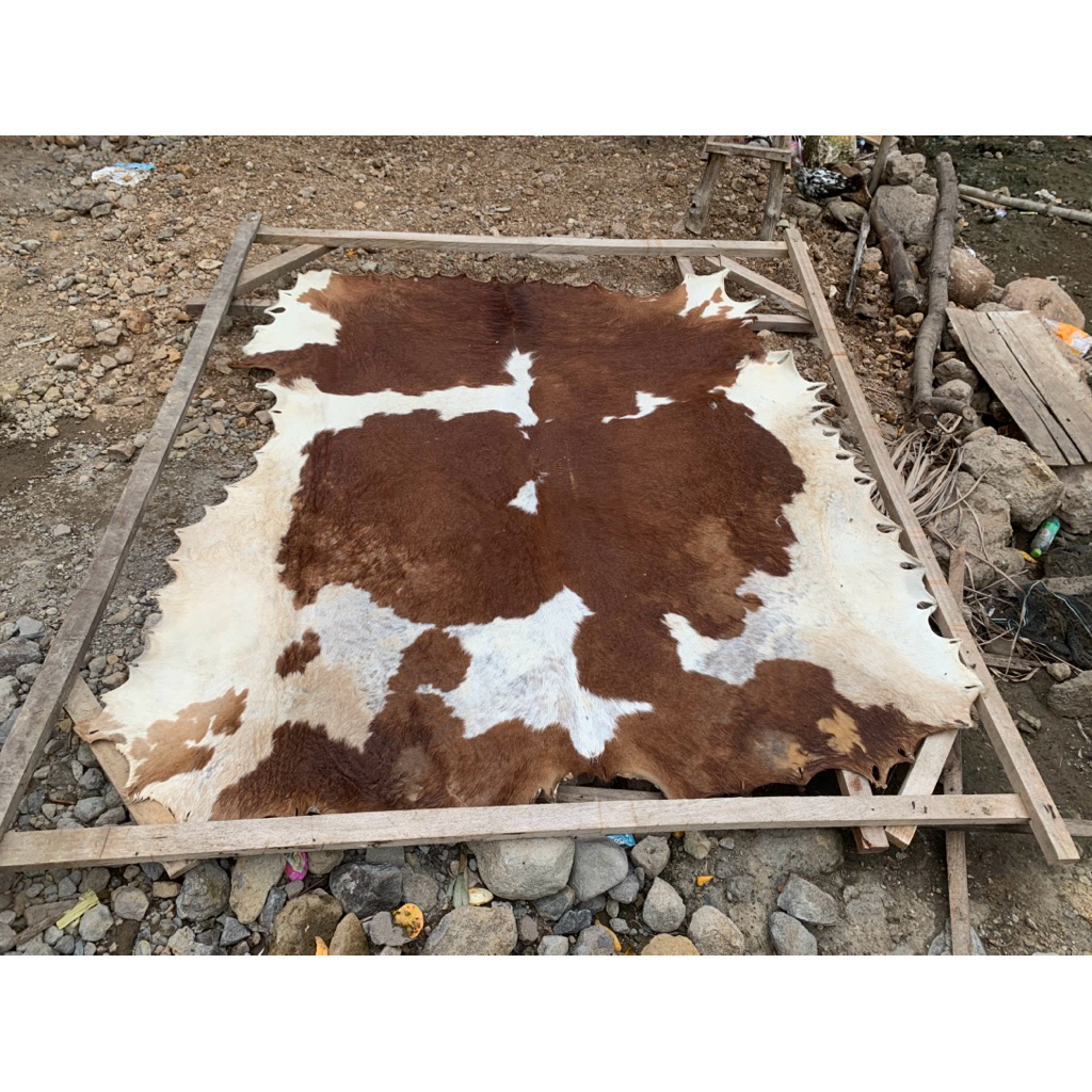 Kulit Sapi Kering Bahan Kendang Satu Lembar Full