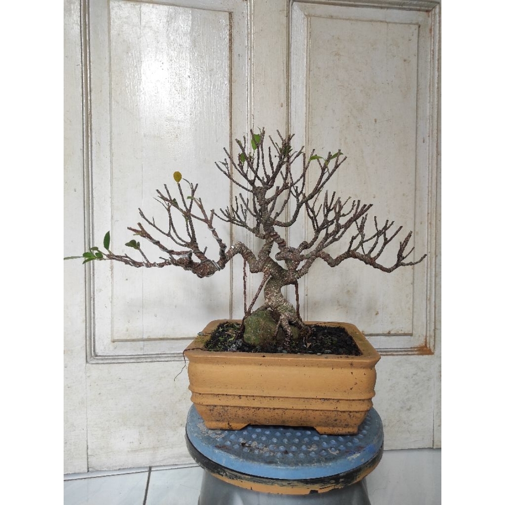 bonsai kimeng (ficus microcarpa) no 4