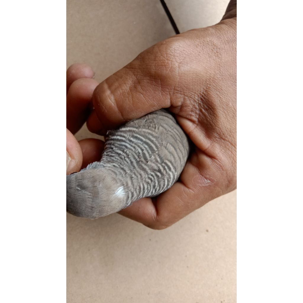 perkutut katuranggan Satrio pinayungan lokal alam