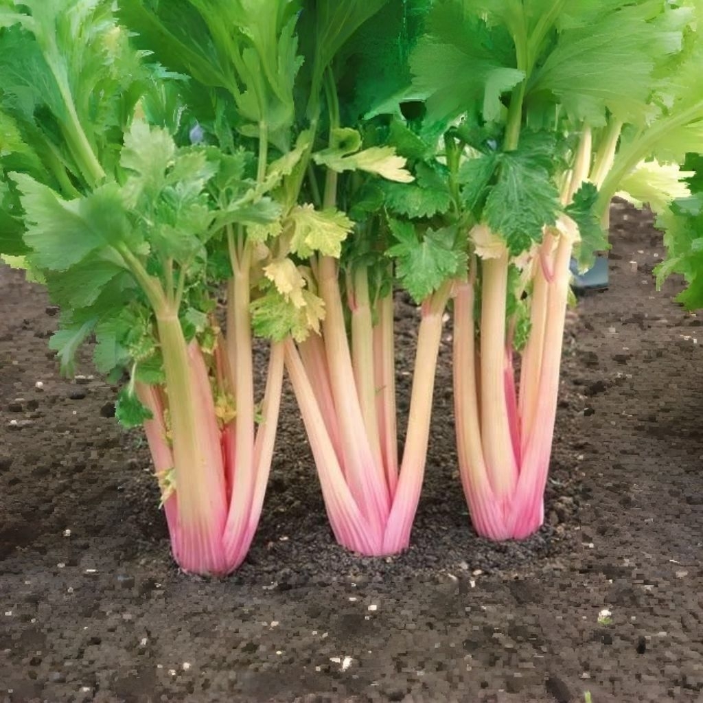 20 Biji Benih Seledri Merah Kemasan Klip Biji Benih Seledri Merah