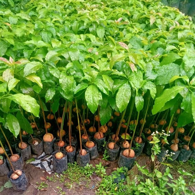 Bibit alpukat seedling unggul batang bawah siap okulasi