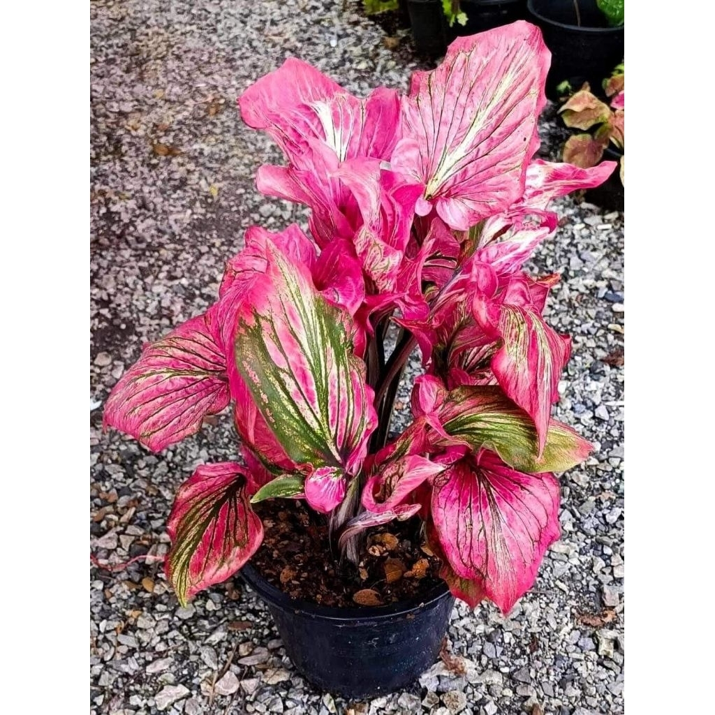 caladium id red kujang anakan
