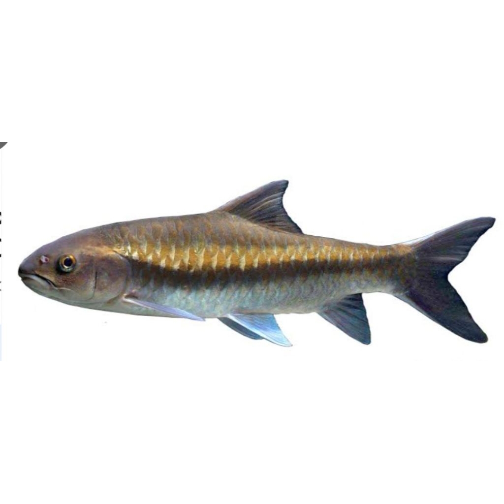 Blue mahseer neo stracheyi 5-6cm
