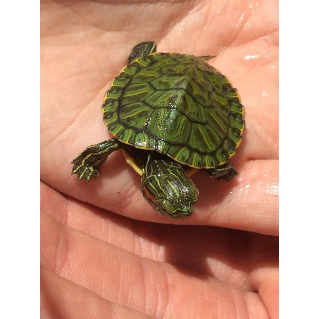 Hiasan Aquarium kura-kura brazil