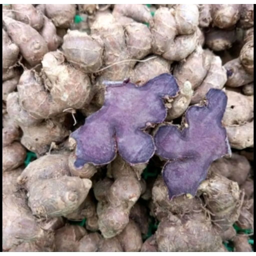 jahe Hitam asli 250Gram / jahe hitam obat jantung / Obat Jantung - jahe hitam asli - jahe hitam thai