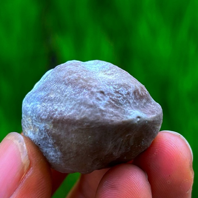 muncang kemiri adu panjangan si ESPE