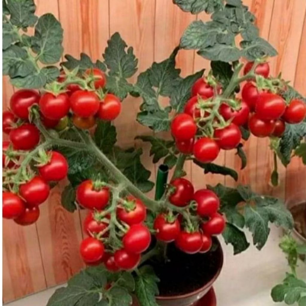 5 Biji/ Benih Tomat Cherry Mini