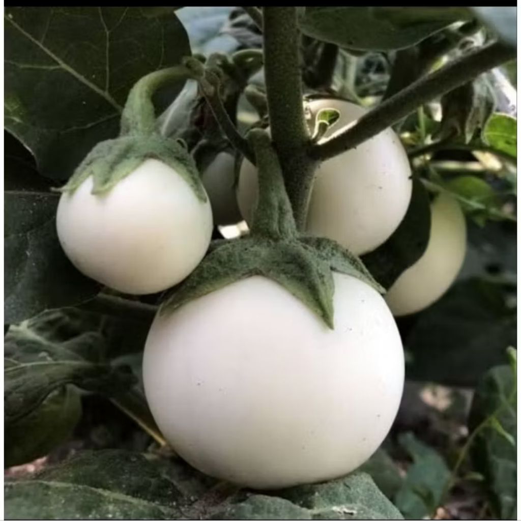 10 Biji/ Benih Terong Bulat Putih