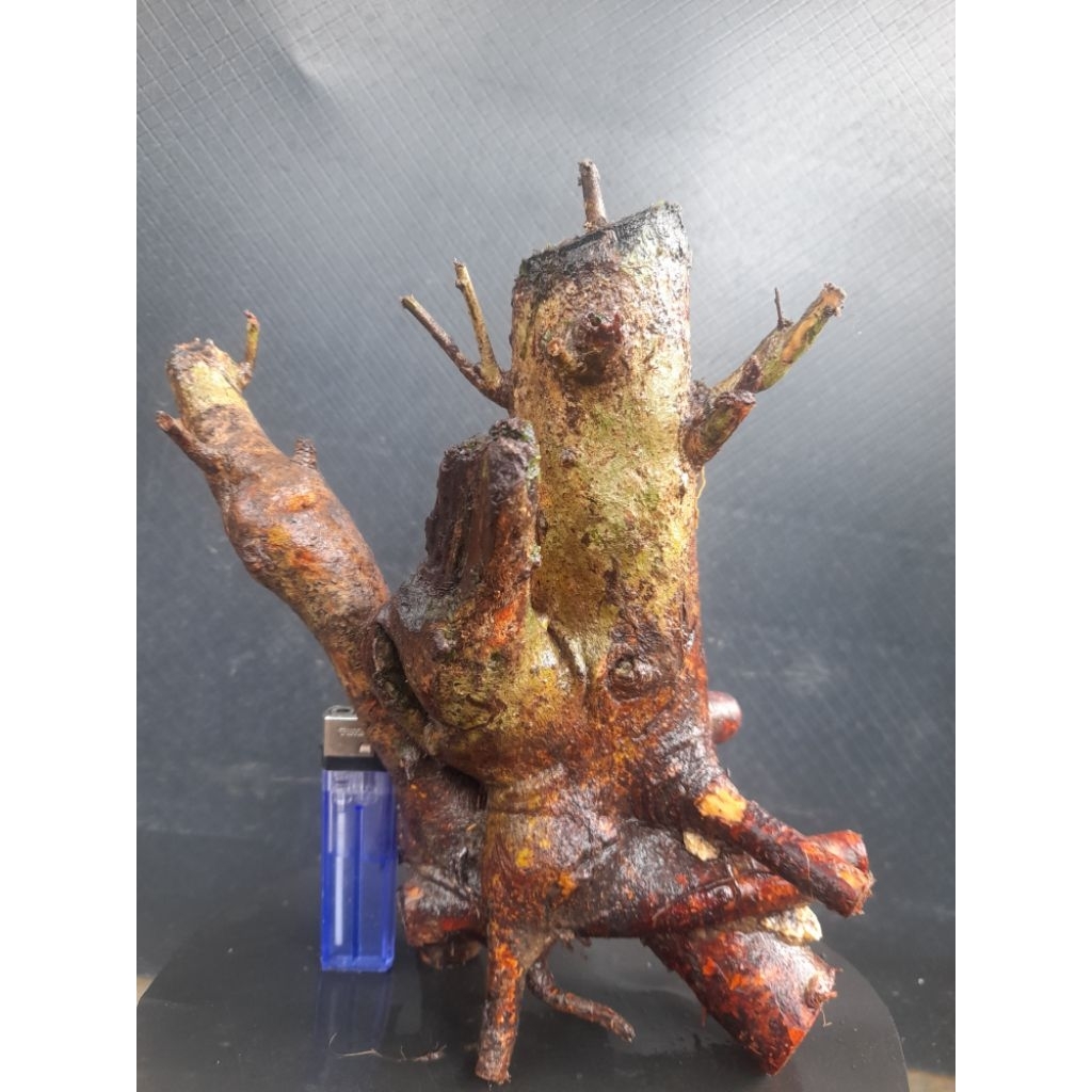 Bahan Bonsai Rukem Pucuk Merah Gaya Formal Akar Natural Cabang Kanan Kiri Sudah ada Size Small Real 