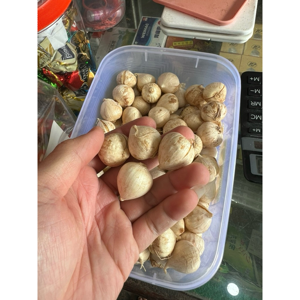 BAWANG PUTIH TUNGGAL LANANG SUPER 100 GR - BAWANG PUTIH TUNGGAL PILIHAN - OBAT DIET - UNTUK MENDETOK