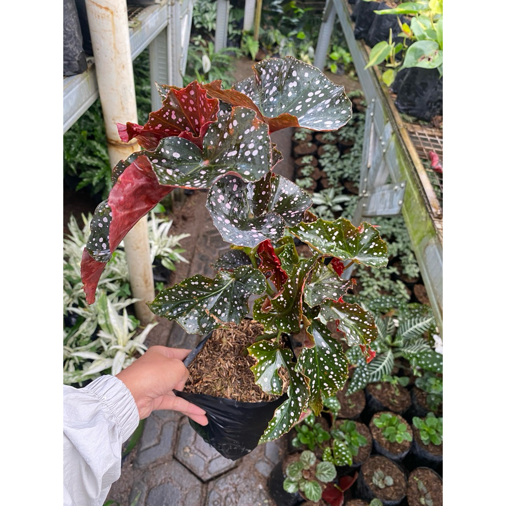 Begonia mocca - begonia mocca murah - tanaman hias - tanaman murah