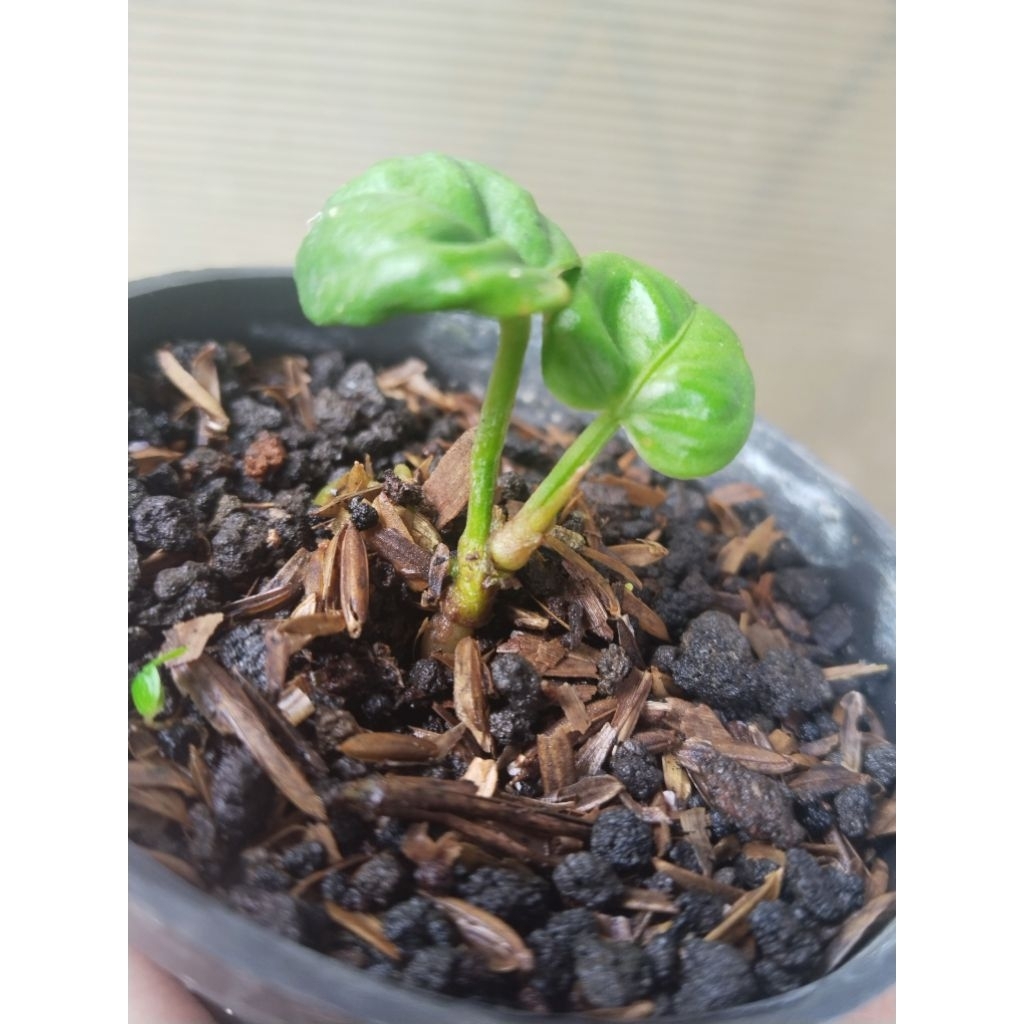 anthurium reflexinervium ori koleksian.