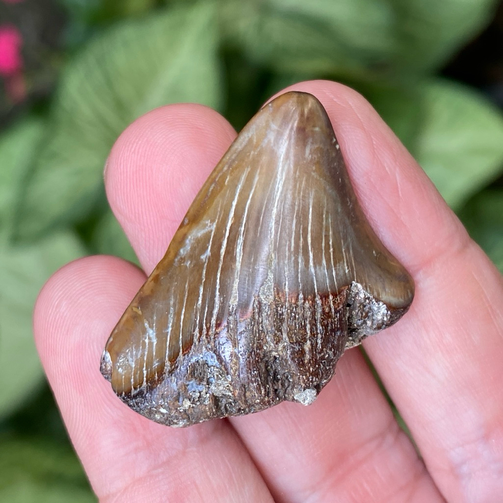 Gigi Hiu fosil batu - Fosil Gigi Hiu - Shark Tooth