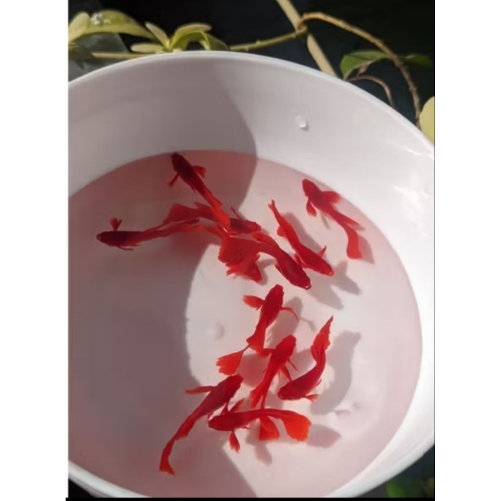 Hiasan aquarium guppy AFR sepasang