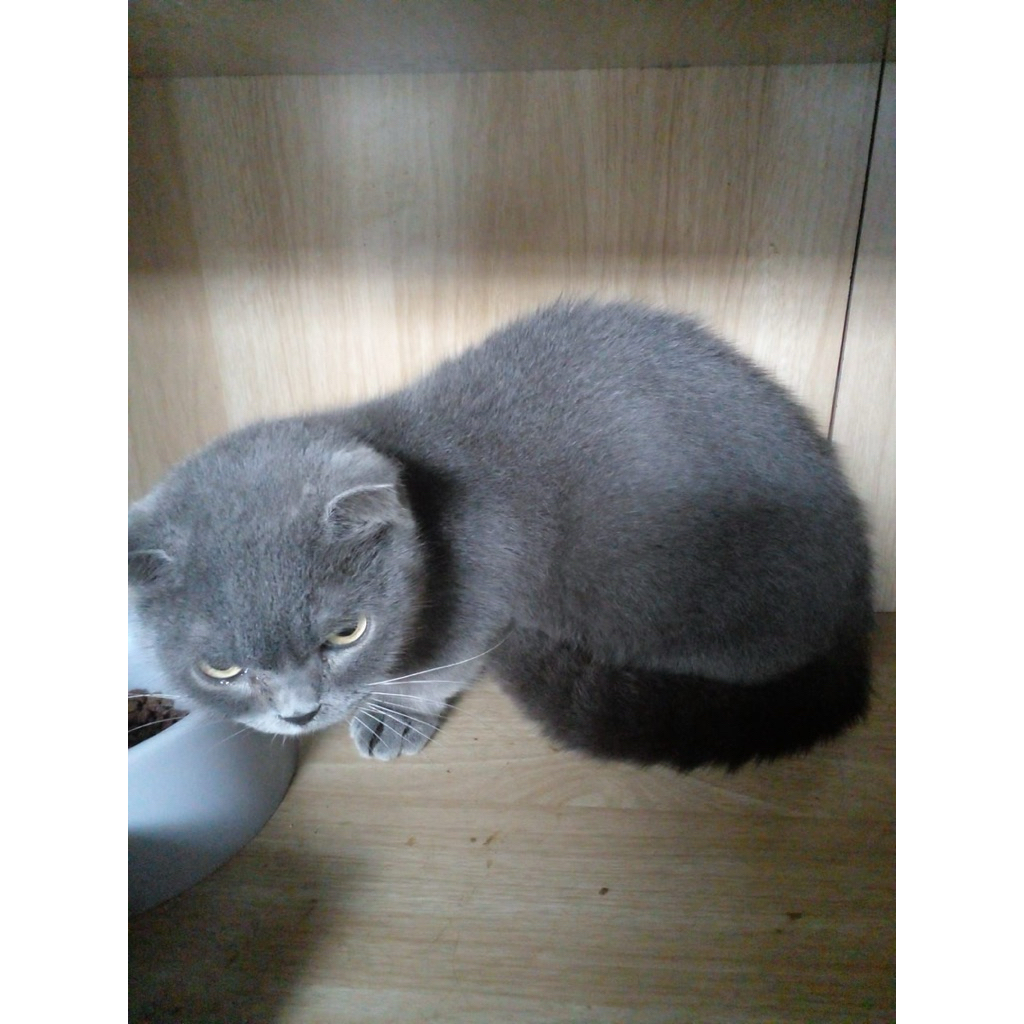 Kucing munchkin bsh fold Gaelic