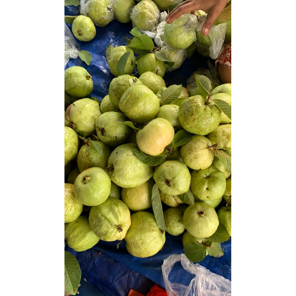 Jambu Kristal Tanpa Biji 1KG