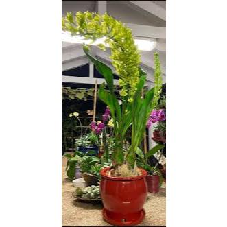PROMO Anggrek Grammatophyllum, plant pra dewasa 1. Gramma Citrinum 2. Gramma