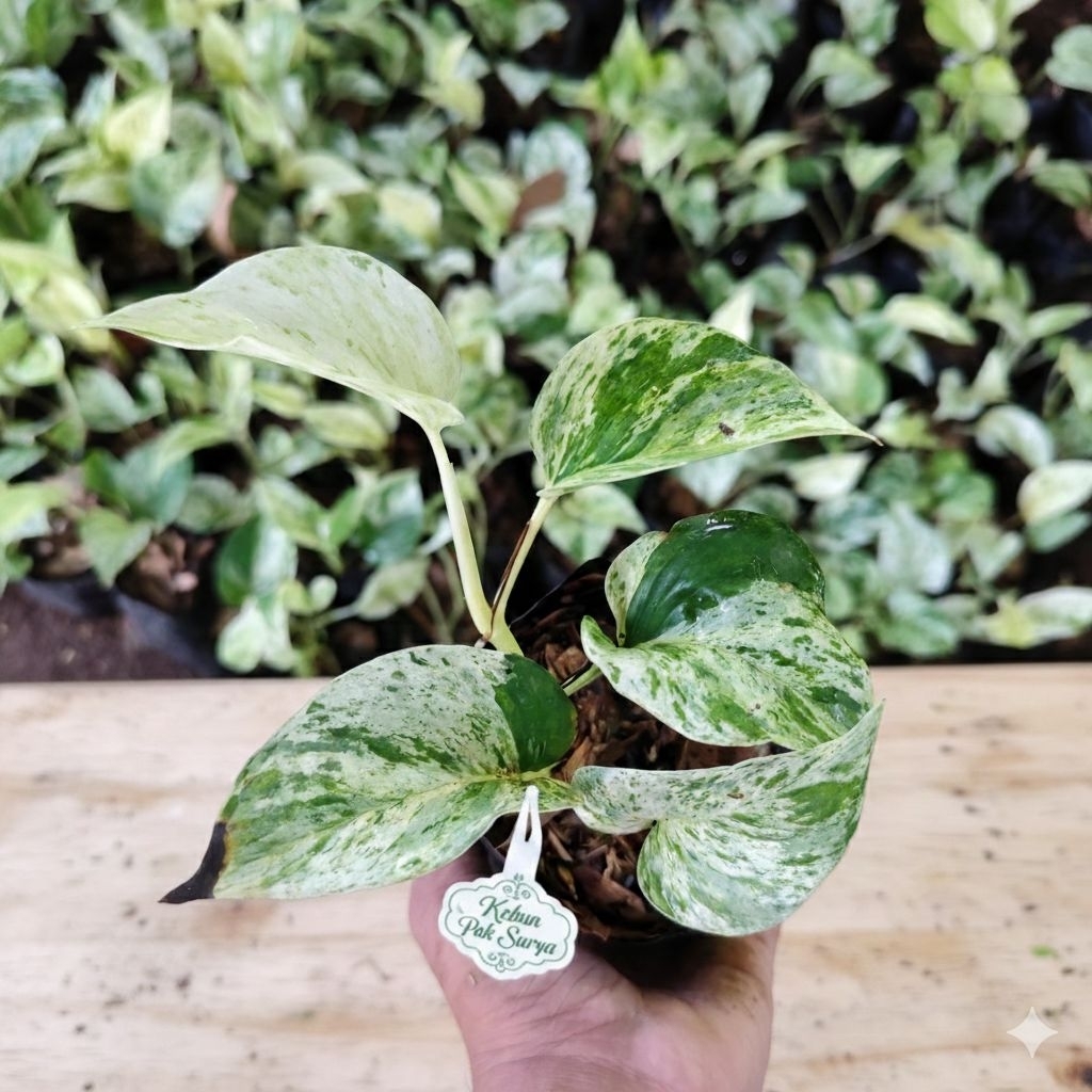 Tanaman Hias Sirih Gading 'Marble Queen' (Epipremnum pinnatum 'Marble Queen')