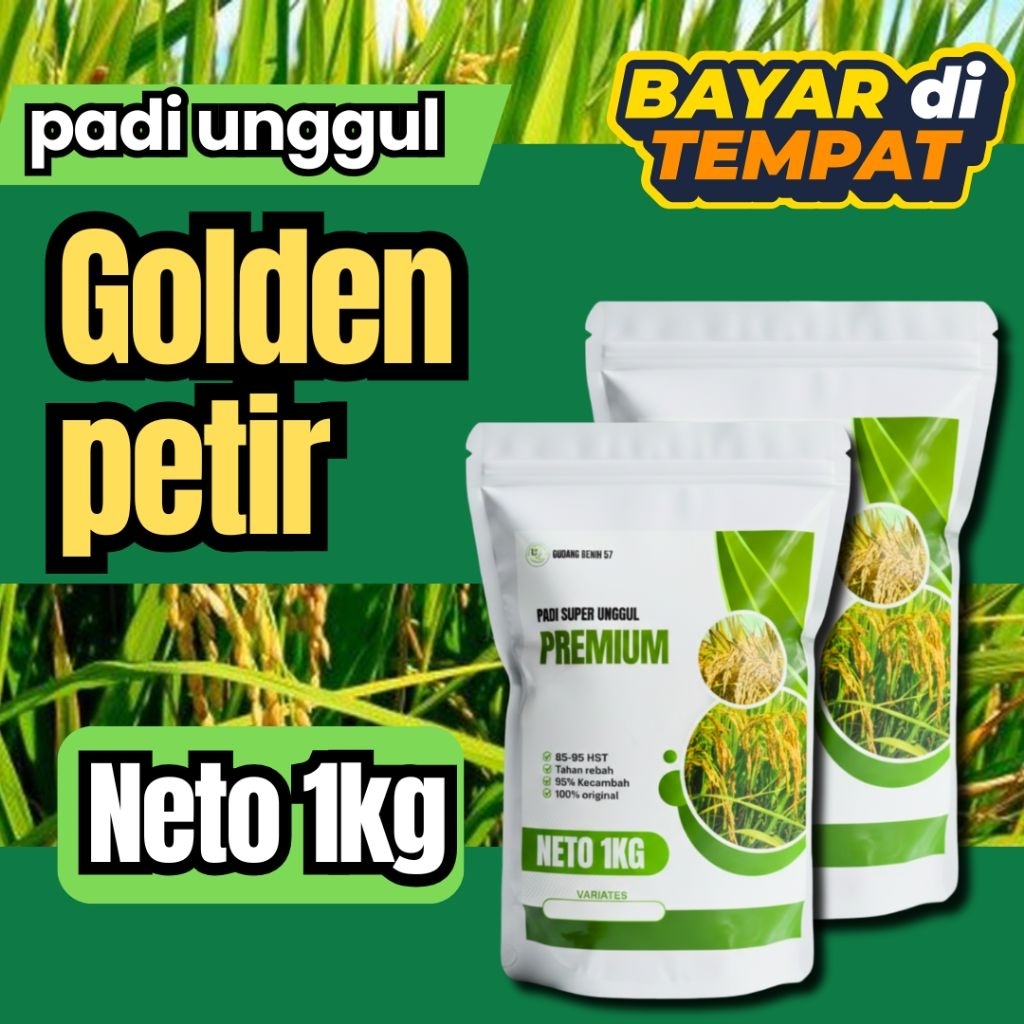 benih padi golden petir 1kg berkualitas