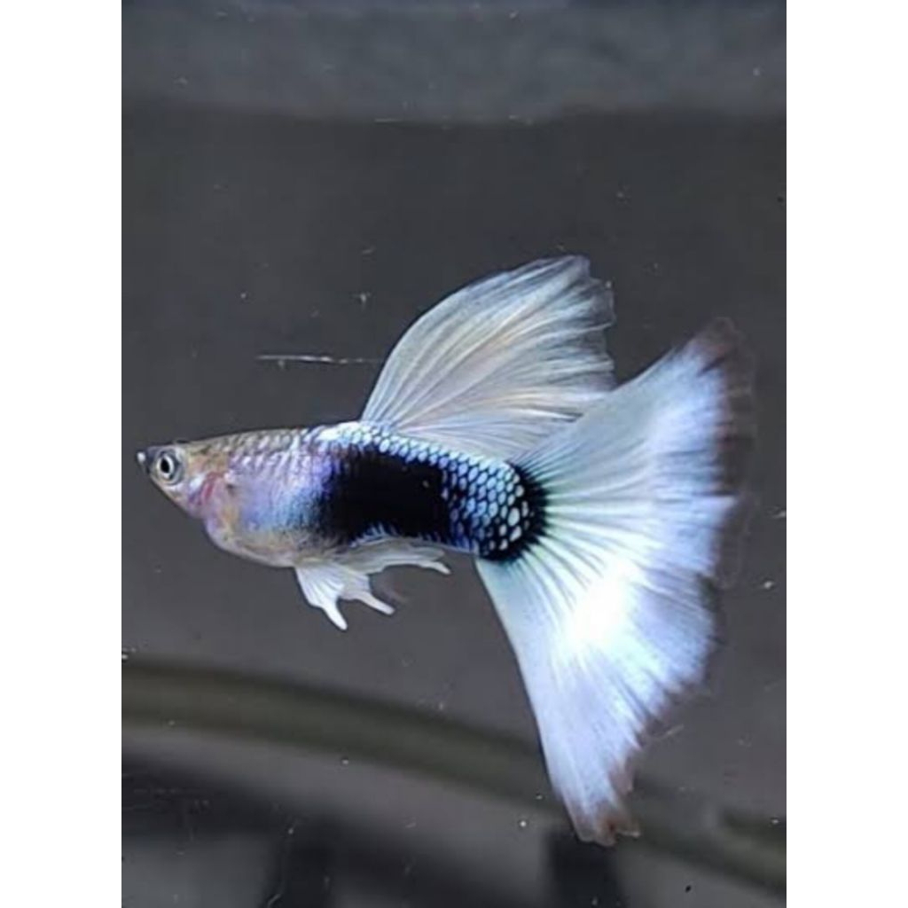 Ikan Guppy pastel HB white yellow