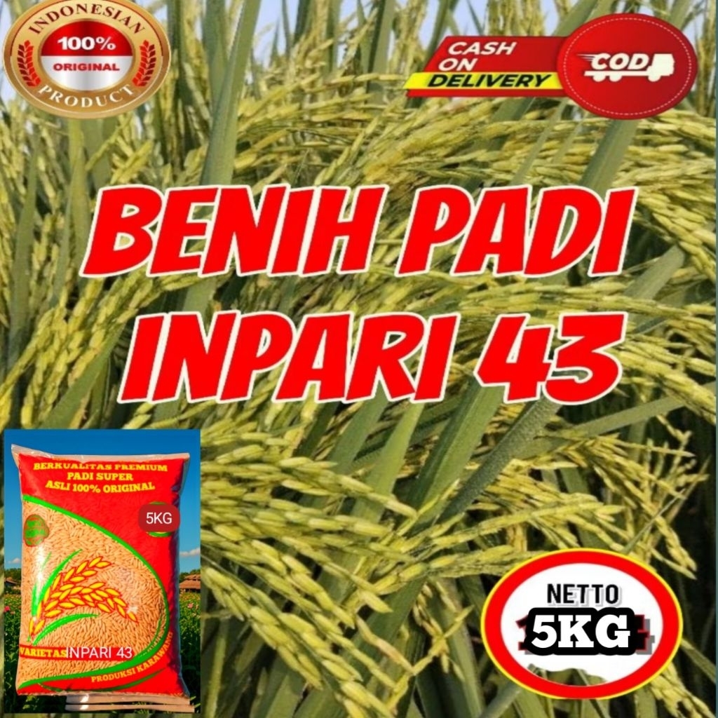 BENIH PADI SUPER INPARI 43 KEMASAN 5KG. padi unggulan petani.