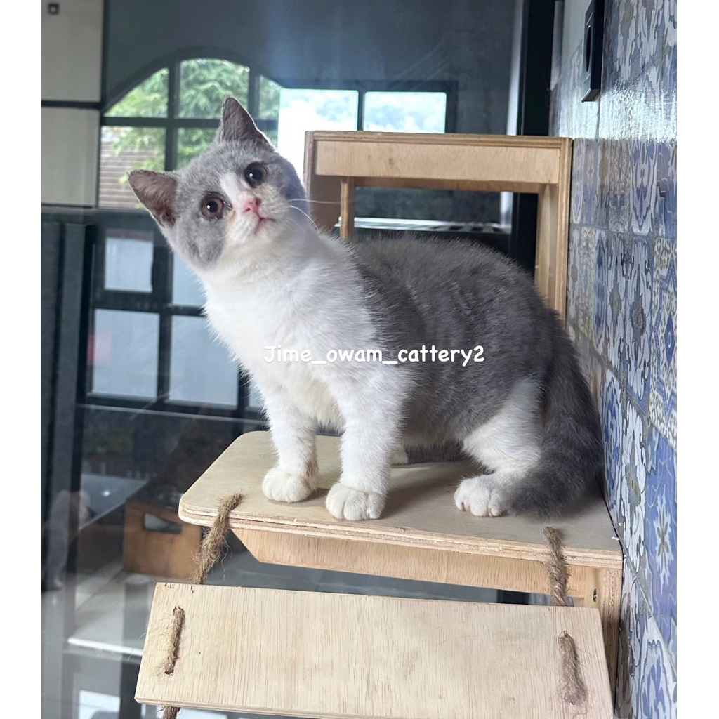 kucing bsh bicolour blue