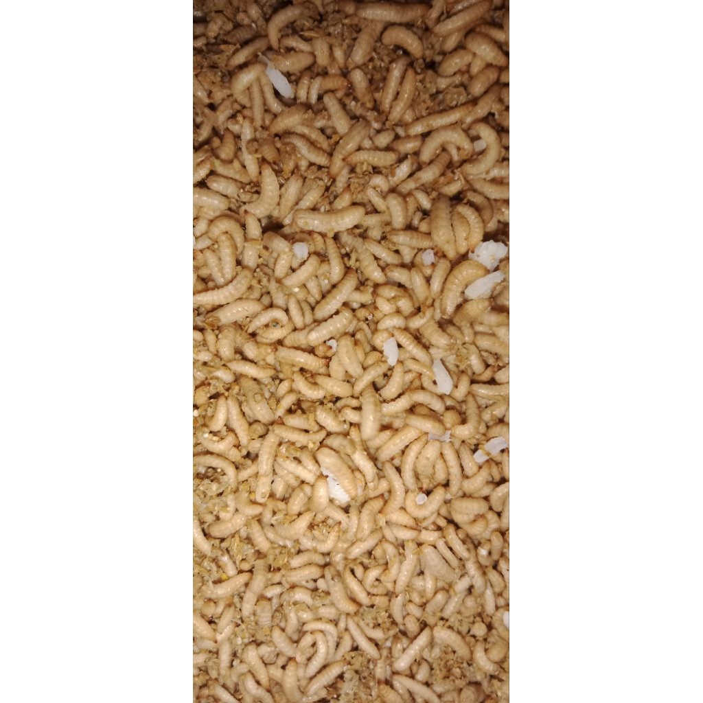 MAGOT FRESH HIDUP 1 KECIL kg