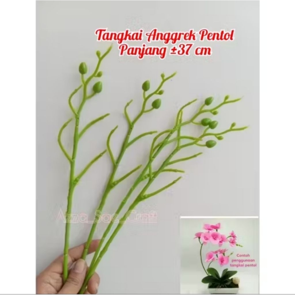 Tangkai bunga anggrek-Batang bunga anggrek
