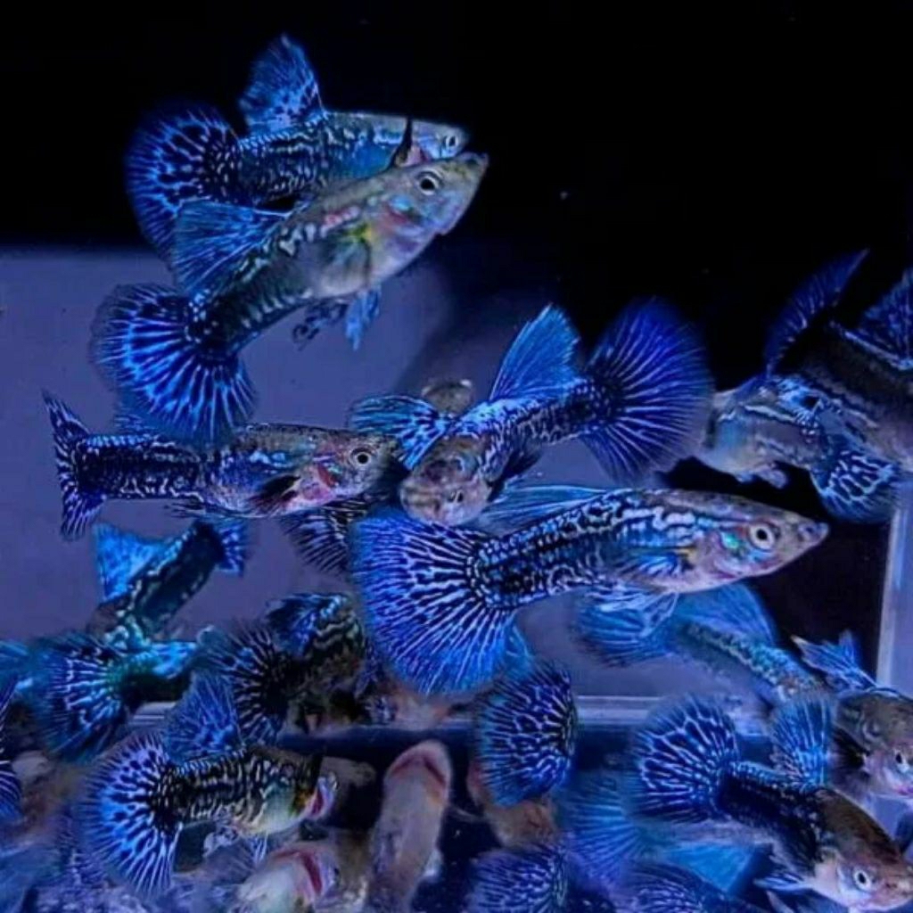 Hiasan aquarium sepasang guppy blue dragon dumbo ear ukuran dewasa