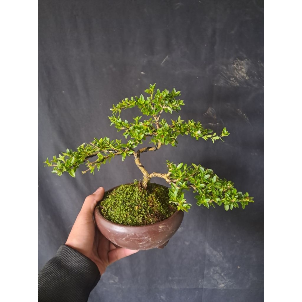 Bonsai Melati Jepang / Mirten Varigata / Bonsai Hingkip