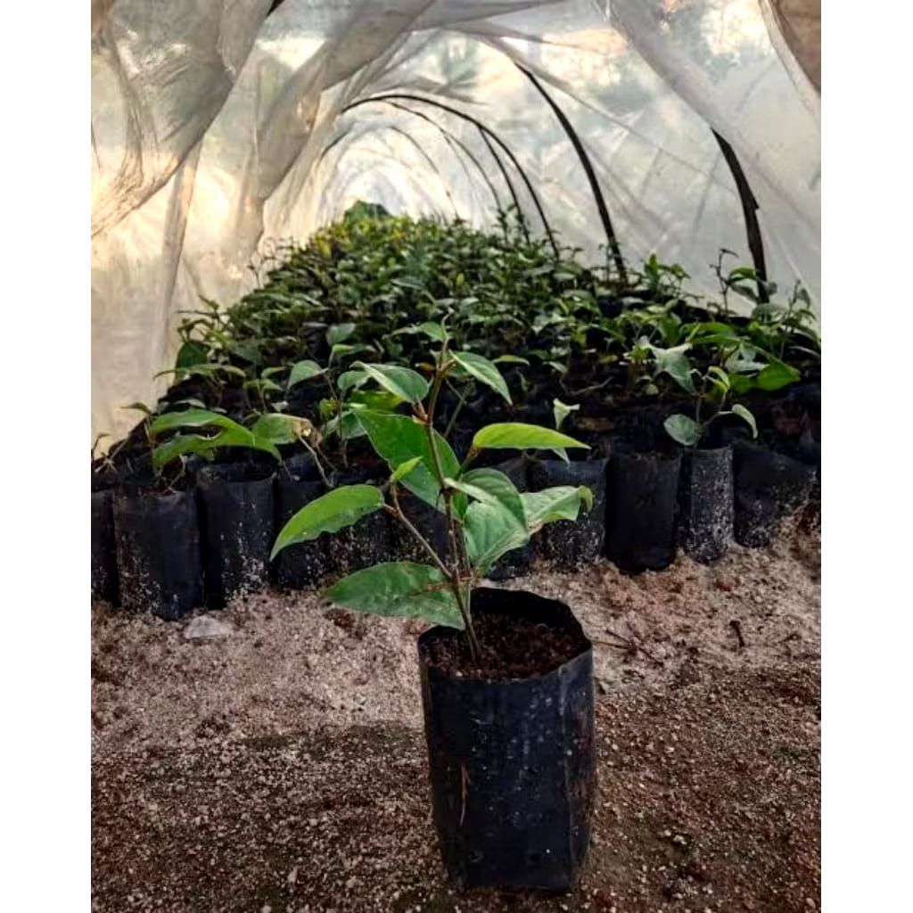 BIBIT CABE JAWA HIBRIDA SUPER SIAP TANAM