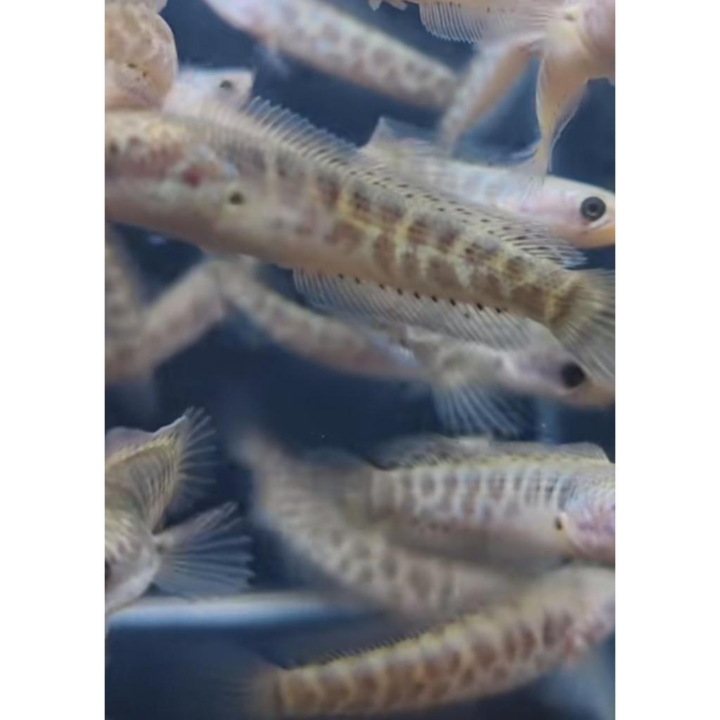 Auranti Maculata Premium