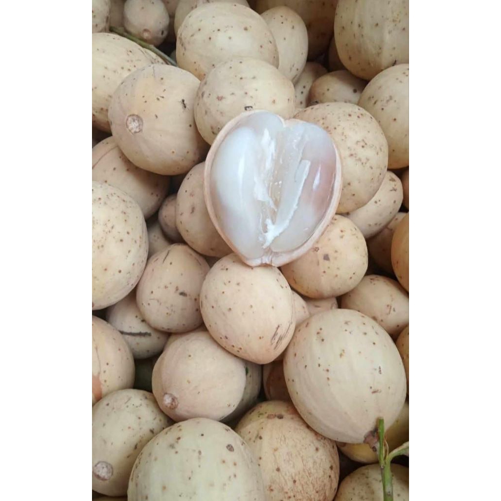 BUAH DUKU SEGAR 1kg MURAH, BUAH DUKU