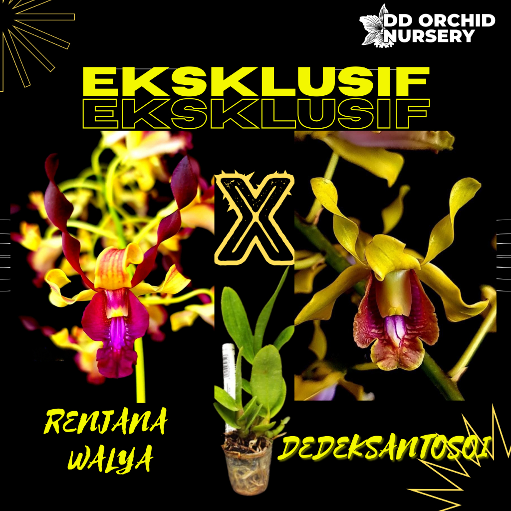 DD Orchid Seedling Anggrek Dendrobium Renjana Walya x Den. dedeksantosoi