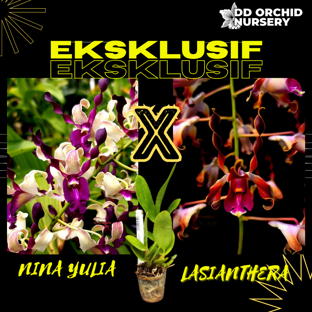 DD Orchid Seedling Anggrek Dendrobium Nina Yulia x Den. lasianthera