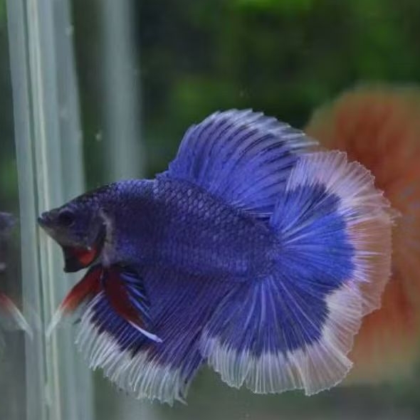 TOP GRADE HALFMOON DOBEL TAIL