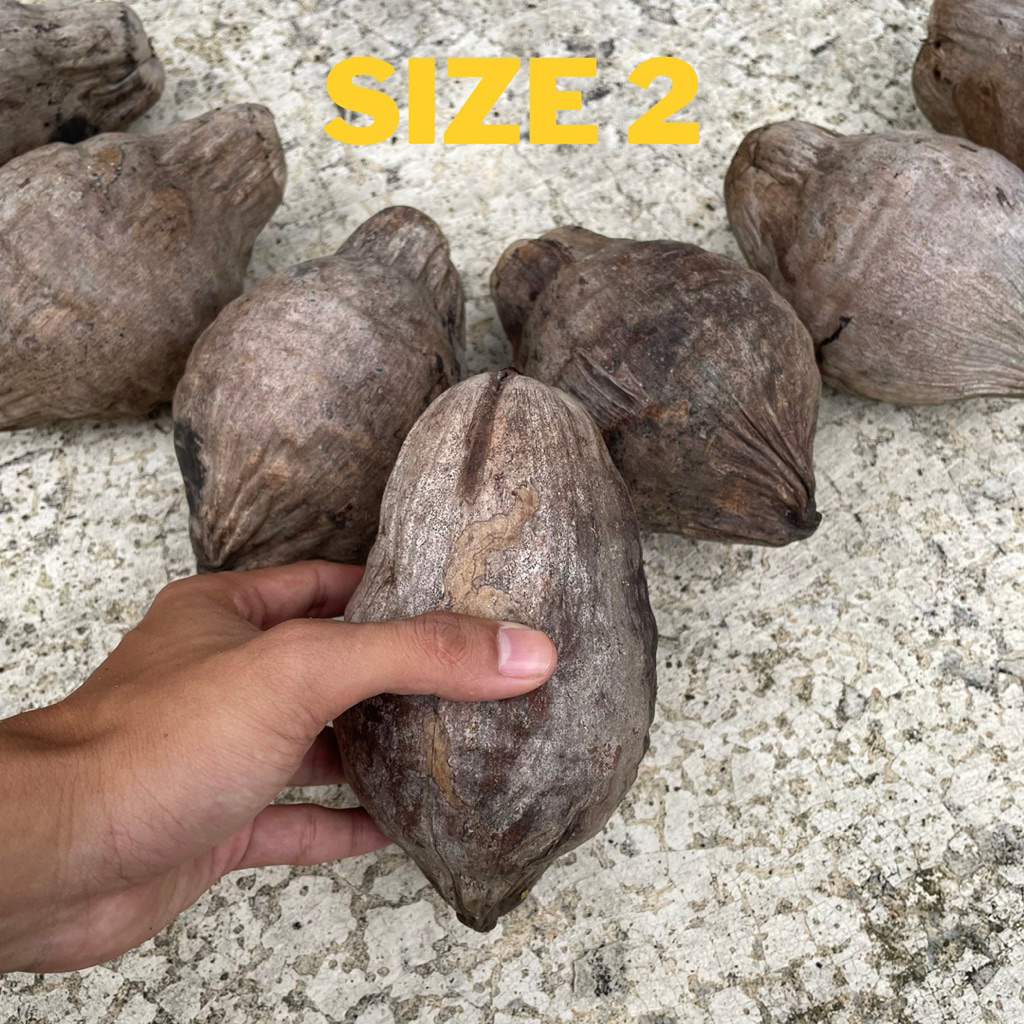 Bibit bonsai kelapa minion gading oren, kuning, hijau, dan coklat ori size 2 - Bonsai kelapa minion 