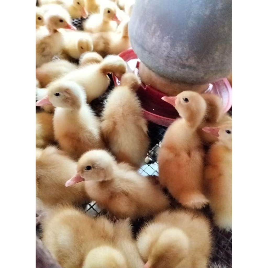 bibit bebek peking - dod peking - anak bebek peking