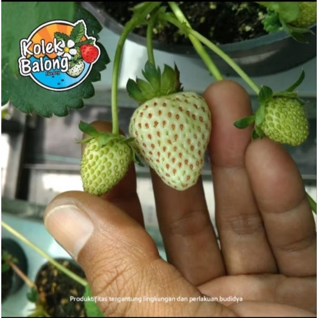 Bibit Strawberry Taga White Strawberry Putih