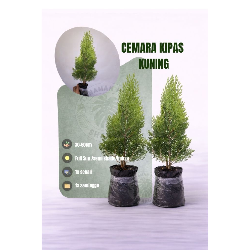 PROMO Tanaman hias Tahan panas Cemara kipas - Cemara kipas kuning - Cemara kuning - bonsai Cemara - 