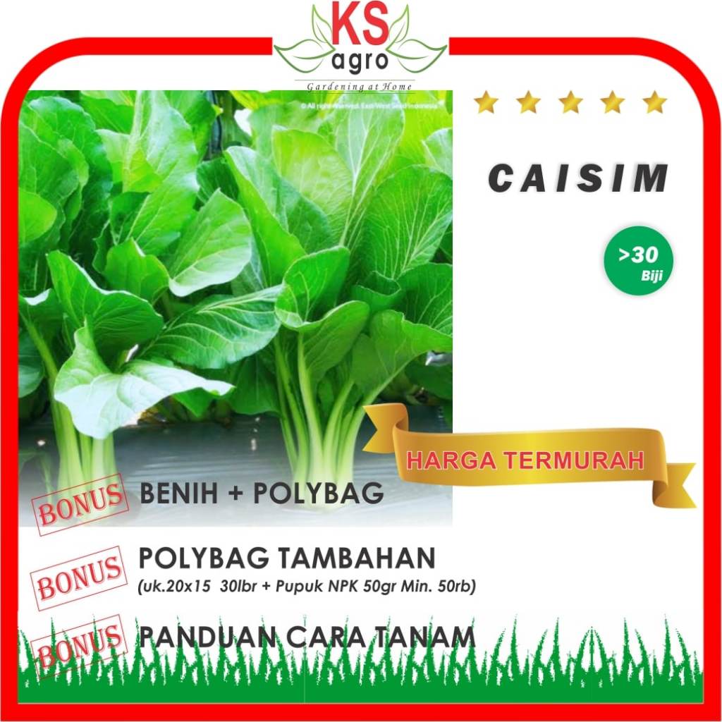 BENIH CAISIM BIBIT SAWI CAISIM SAYURAN UNGGUL