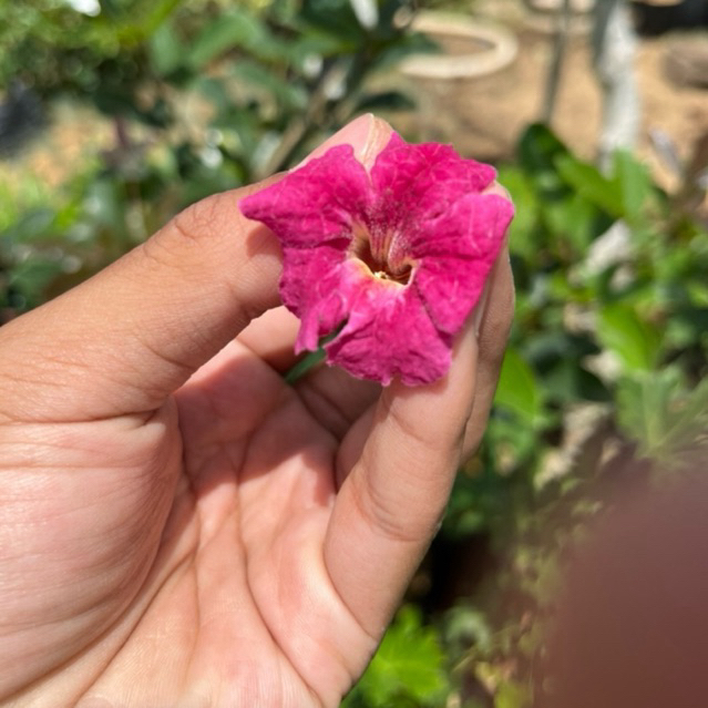 Tanaman tabebuya Merah darah - Tabebuya haemantha - Tanaman hias bunga tabebuya premium - Cangkok - 