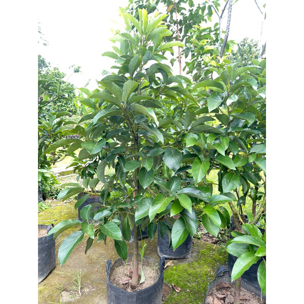 BIBIT ALPUKAT TINGGI 1,5 - 2 METER BISA PILIH JENIS , CEPAT BERBUAH DIPOT