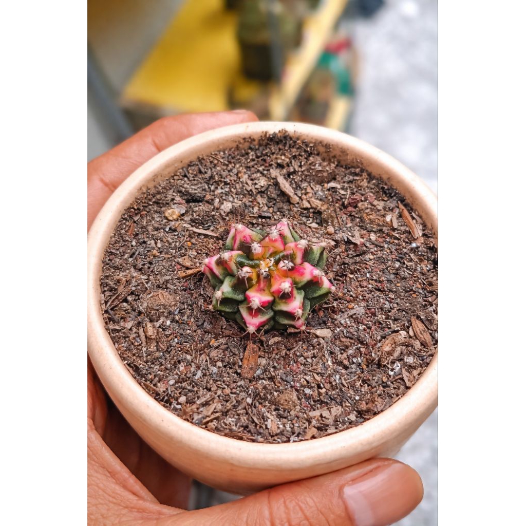 kaktus gymno multicolor dan hybrid anakan