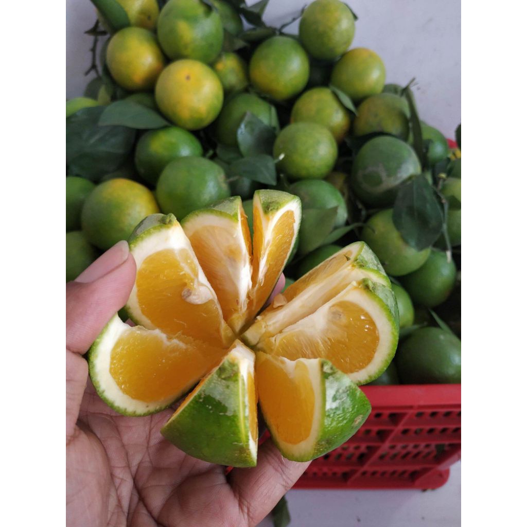 Jeruk Baby Java 1kg Jeruk Peras Grosir Murah Jeruk Baby Pacitan